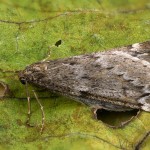 Alsophila aescularia - Piadivka marcová 17-46-14