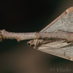 Alsophila aescularia - Piadivka marcová 17-46-18