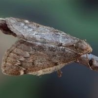 Alsophila aescularia - Piadivka marcová 190339