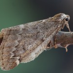 Alsophila aescularia - Piadivka marcová 190746
