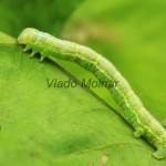 Alsophila aescularia - Piadivka marcová 193727