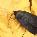 Amphipyra livida - Blyšťavka čierna 17-23-58