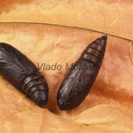 Amphipyra livida - Blyšťavka čierna  17-31-34
