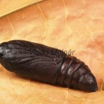 Amphipyra livida - Blyšťavka čierna  17-33-08