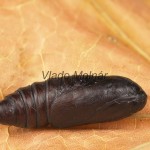 Amphipyra livida - Blyšťavka čierna  17-42-17