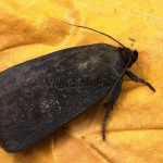Amphipyra livida - Blyšťavka čierna 17-49-01