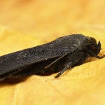 Amphipyra livida - Blyšťavka čierna 17-53-04