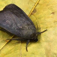 Amphipyra livida - Blyšťavka čierna 17-58-21