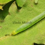 Amphipyra livida - Blyšťavka čierna 18-06-48