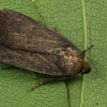 Amphipyra livida - Blyšťavka čierna 21-11-26