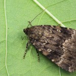 Amphipyra pyramidea - Blyšťavka orechová  103955