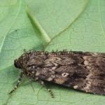 Amphipyra pyramidea - Blyšťavka orechová 114825