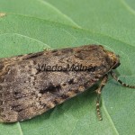 Amphipyra pyramidea - Blyšťavka orechová 115637