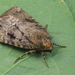 Amphipyra pyramidea - Blyšťavka orechová 121642