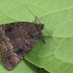 Amphipyra pyramidea - Blyšťavka orechová 135640