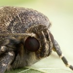 Amphipyra pyramidea - Blyšťavka orechová 183432