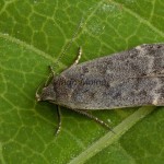 Anacampsis populella cf - Psota osiková 170501