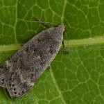 Anacampsis populella cf - Psota osiková 170637