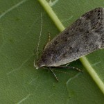 Anacampsis populella cf - Psota osiková 181751