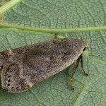 Anacampsis populella cf - Psota osiková 211811