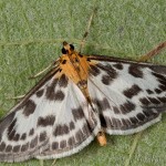 Anania hortulata - Vijačka záhradná 19-49-36