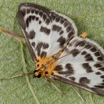 Anania hortulata - Vijačka záhradná 19-50-24