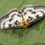Anania hortulata - Vijačka záhradná 21-53-27