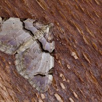 Anticlea derivata - Piadivka fialová 184454