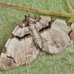 Anticlea derivata - Piadivka fialová 20-03-15