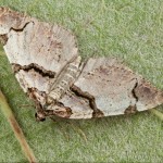 Anticlea derivata - Piadivka fialová 22-08-46