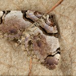 Anticlea derivata - Piadivka fialová 23-00-27