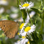 Aphantopus hyperantus - Očkáň obyčajný IMG_3291