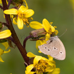 Aphantopus hyperantus - Očkáň obyčajný IMG_5806