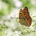 Argynnis paphia - Perlovec striebristopásy IMG_0422