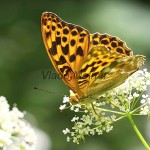 Argynnis paphia - Perlovec striebristopásy IMG_0426