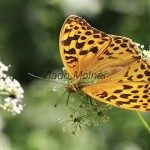 Argynnis paphia - Perlovec striebristopásy IMG_0428