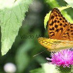 Argynnis paphia - Perlovec striebristopásy IMG_0448