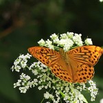 Argynnis paphia - Perlovec striebristopásy IMG_0450