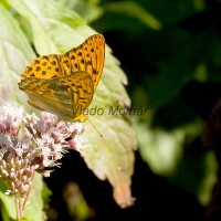 Argynnis paphia - Perlovec striebristopásy IMG_0933