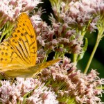 Argynnis paphia - Perlovec striebristopásy IMG_0939