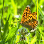 Argynnis paphia - Perlovec striebristopásy IMG_4628