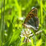 Argynnis paphia - Perlovec striebristopásy IMG_4631