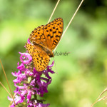 Argynnis paphia - Perlovec striebristopásy IMG_4650