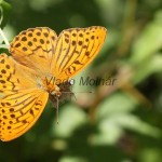 Argynnis paphia - Perlovec striebristopásy IMG_6138