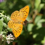 Argynnis paphia - Perlovec striebristopásy IMG_6139