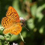 Argynnis paphia - Perlovec striebristopásy IMG_6140