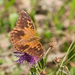 Argynnis paphia - Perlovec striebristopásy IMG_7377