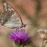 Argynnis paphia - Perlovec striebristopásy IMG_7393