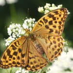 Argynnis paphia - Perlovec striebropásavý IMG_2948