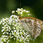 Argynnis paphia - Perlovec striebropásavý IMG_2952